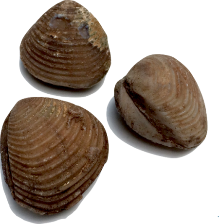 spiral shell fossils