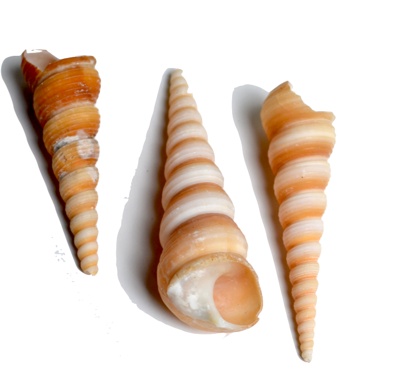  Shells