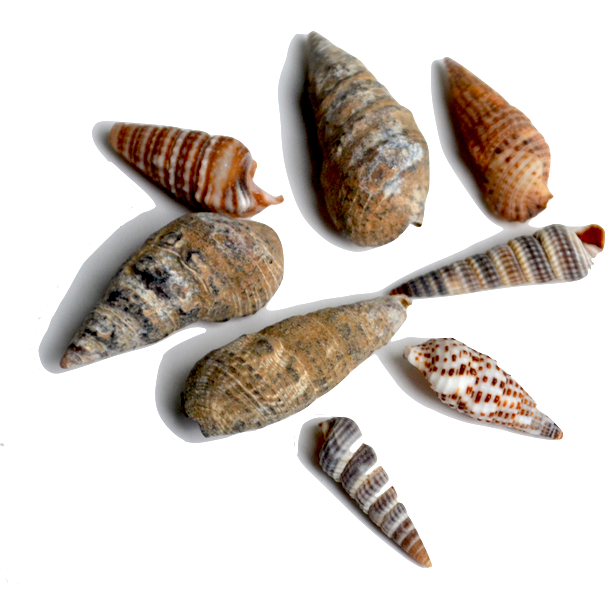 Cerith - These spiral-shaped shells are one of the more abundant shallow-water dwellers. There are so many varieties that it is often hard to identify the specific species. 