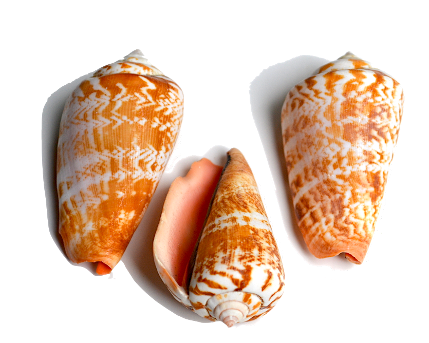 Cone - All animals in this family have shells that are conical in shape. They are popular with shell collectors due to the wide variety of colors and patterns. 