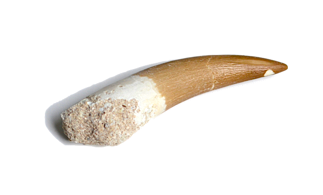 Elasmosaurus Tooth - The elasmosaur is a type of plesiosaur that lived in the Cretaceous period (145.5 - 65.5 million years ago). This long-necked marine reptile lived in the ocean and fed on fish and ammonites. On rare occasions, you may find fragments of an elasmosaur tooth in your Treasure Quest mining rough. 