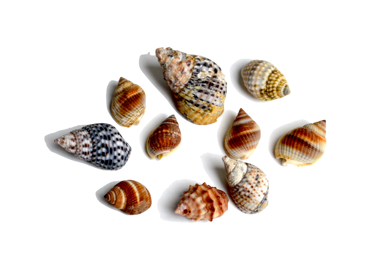 Nassa - This family of gastropods includes a large variety of small animals of varying color, patterns and ornamentation. They are found worldwide foraging in sandy places. The size of this family makes it challenging to identify the specific species. 