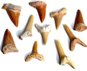 Shell & Fossil Identification | Treasure Quest Mining