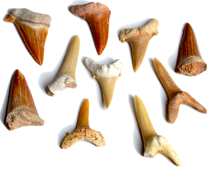 Sharks’ Teeth - Our sharks’ teeth come from the Sahara desert in Morocco. This desert was once underwater and was a prolific marine habitat. The teeth found in your Treasure Quest mining roughly date from the Paleocene (66 - 56 million years ago) through the Eocene periods (56 - 33.9 million years ago). You will predominantly find teeth from the Sand Tiger shark, but will also find teeth from the extinct Otodus shark on very rare occasions. The Otodus pre-dates the Megalodon and is believed to be the direct ancestor of the largest shark to have lived. 