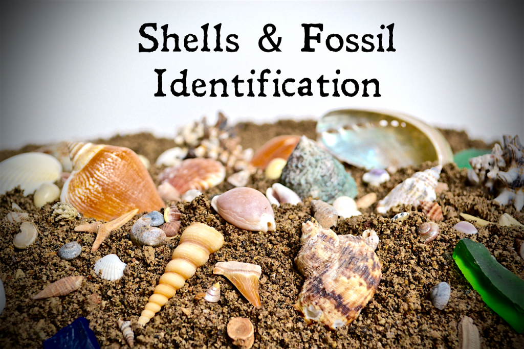 Shell ID