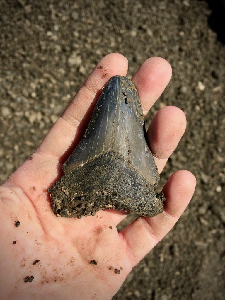 Megalodon Tooth found in Aurora
